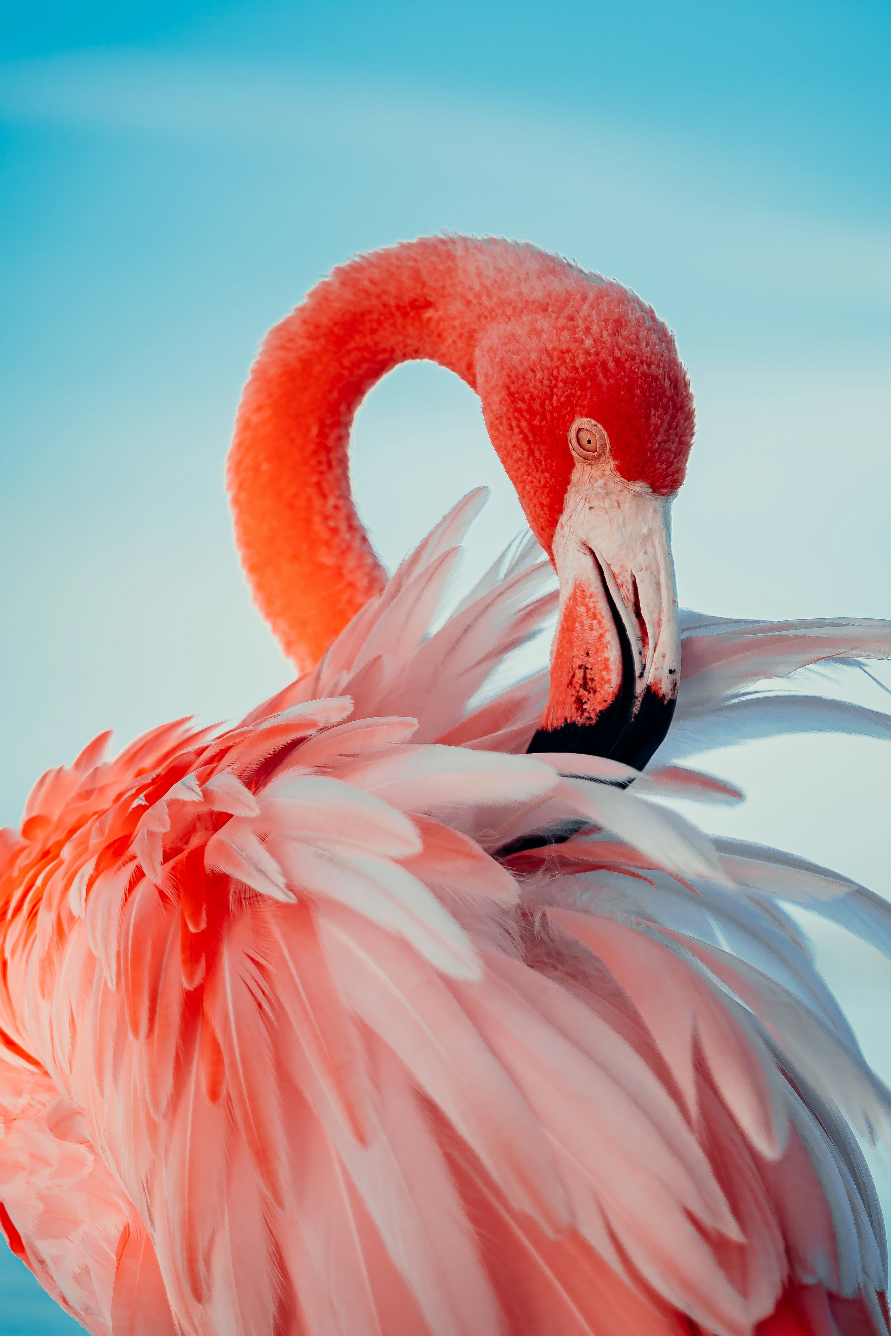 Rosa Flamingo vor türkisfarbenem Hintergrund
