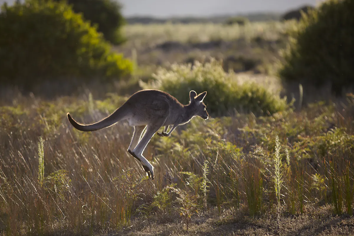 129983 2 Kangaroo Grampians