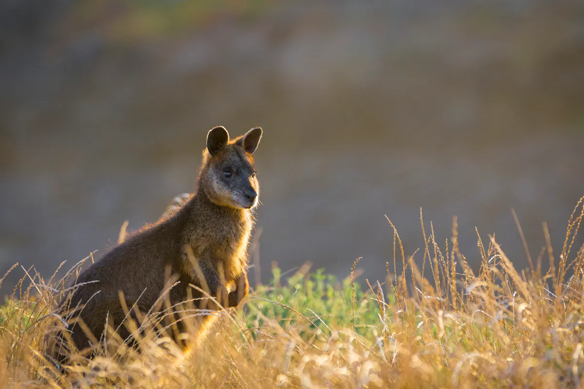 149125 2 Phillip Island