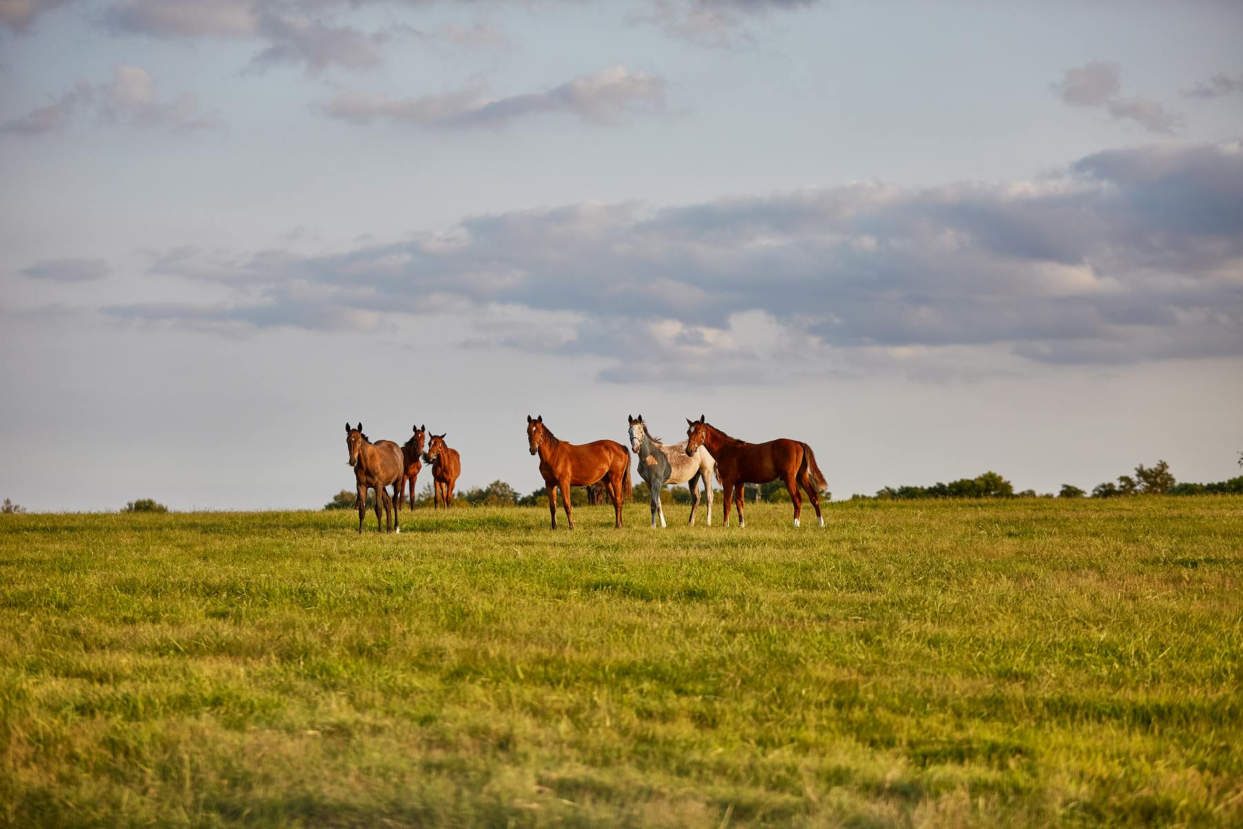 2021 KY NKY + BHBB Spycoast Farm 03 Edit Photo 0
