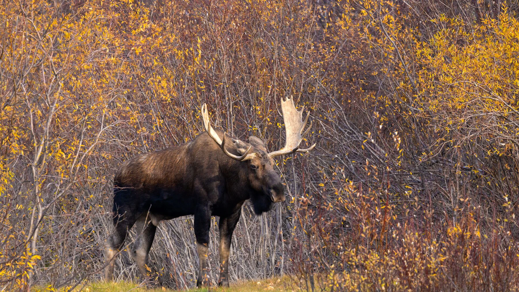 Alberta PowerPoint Crop DC AB 179A6076