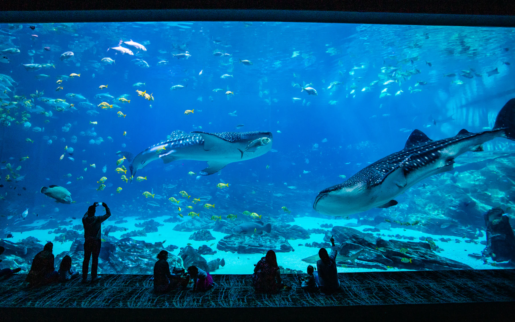 AtlantaGeorgiaAquarium Banner 4