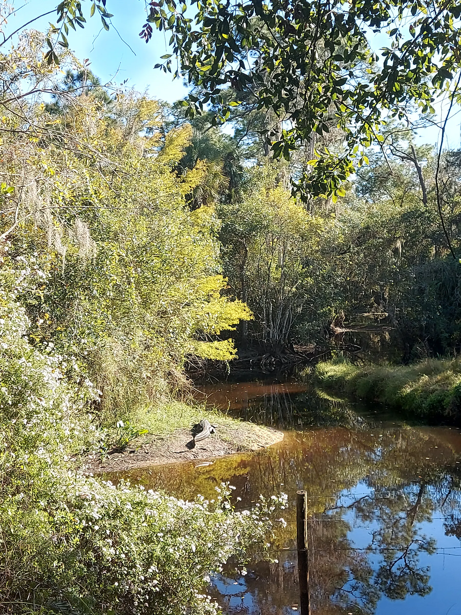 Babcock Ranch alligator