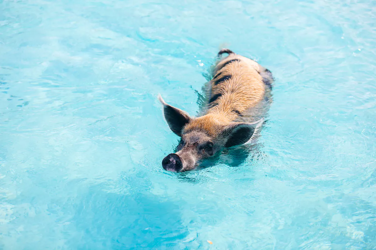 BahamasSchwein2