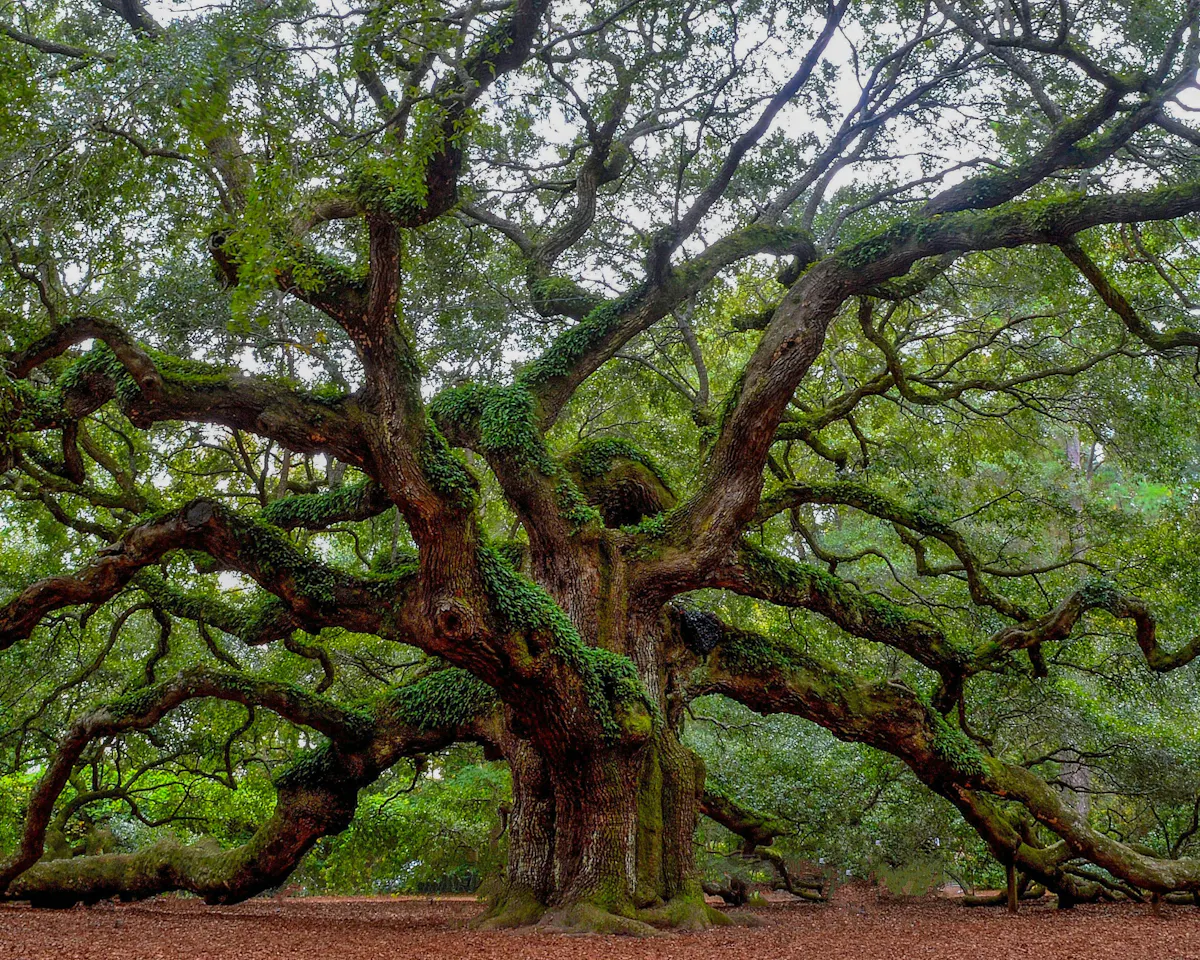 Baum2