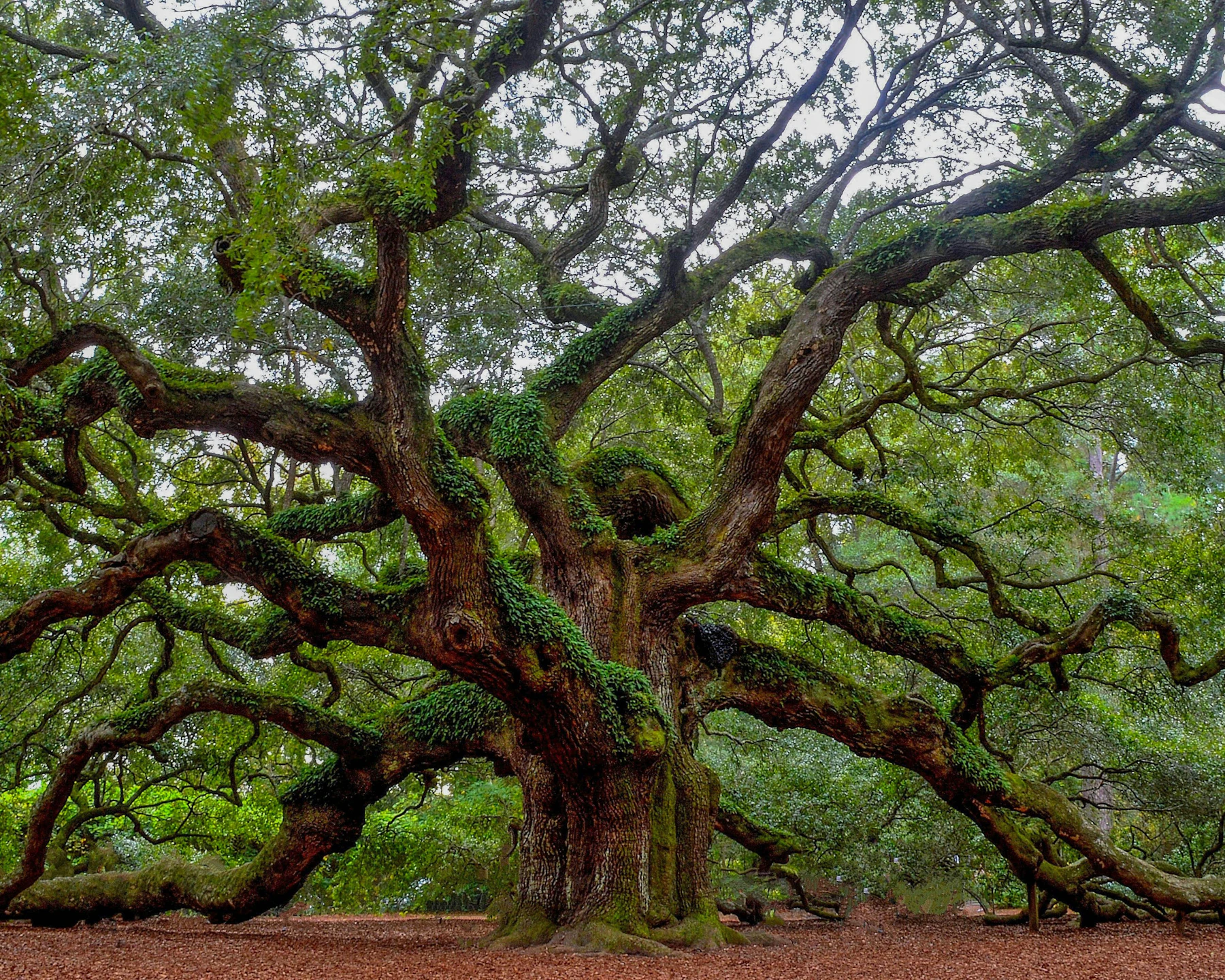 Baum2