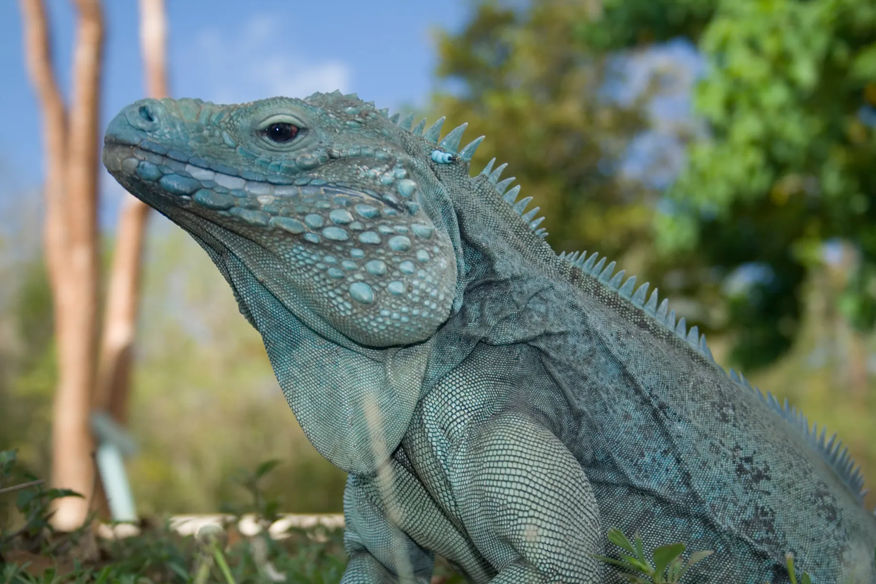 Blue Iguana c Cayman Islands Department of Tourism