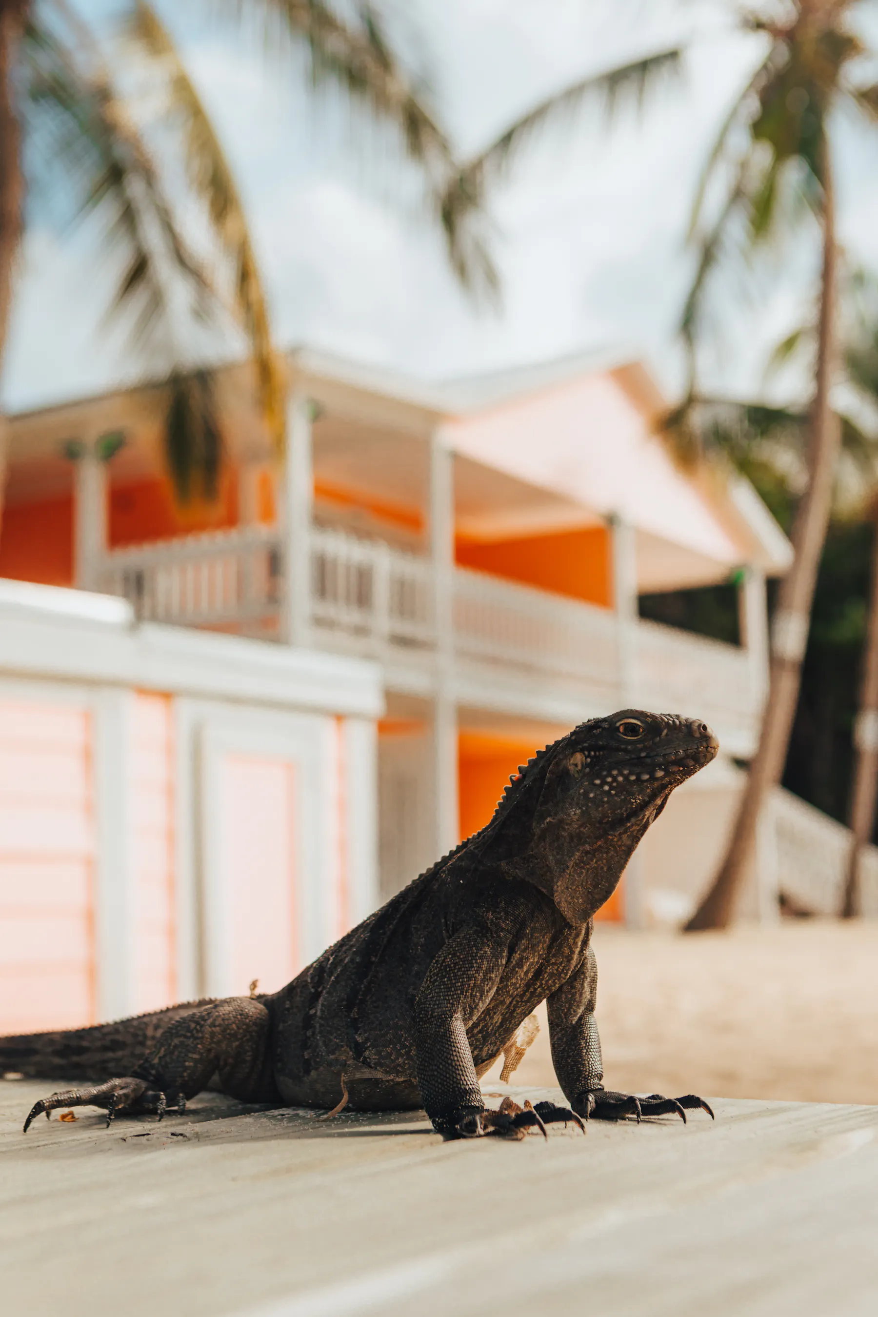 Cayman Islands X JRD iguana c Cayman Islands Department of Tourism