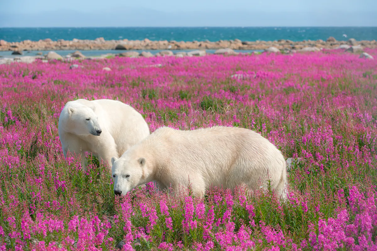Churchill Summer Safari PB FIREWEED TZ 108 CreditDennisFast Courtesy of Travel Manitoba