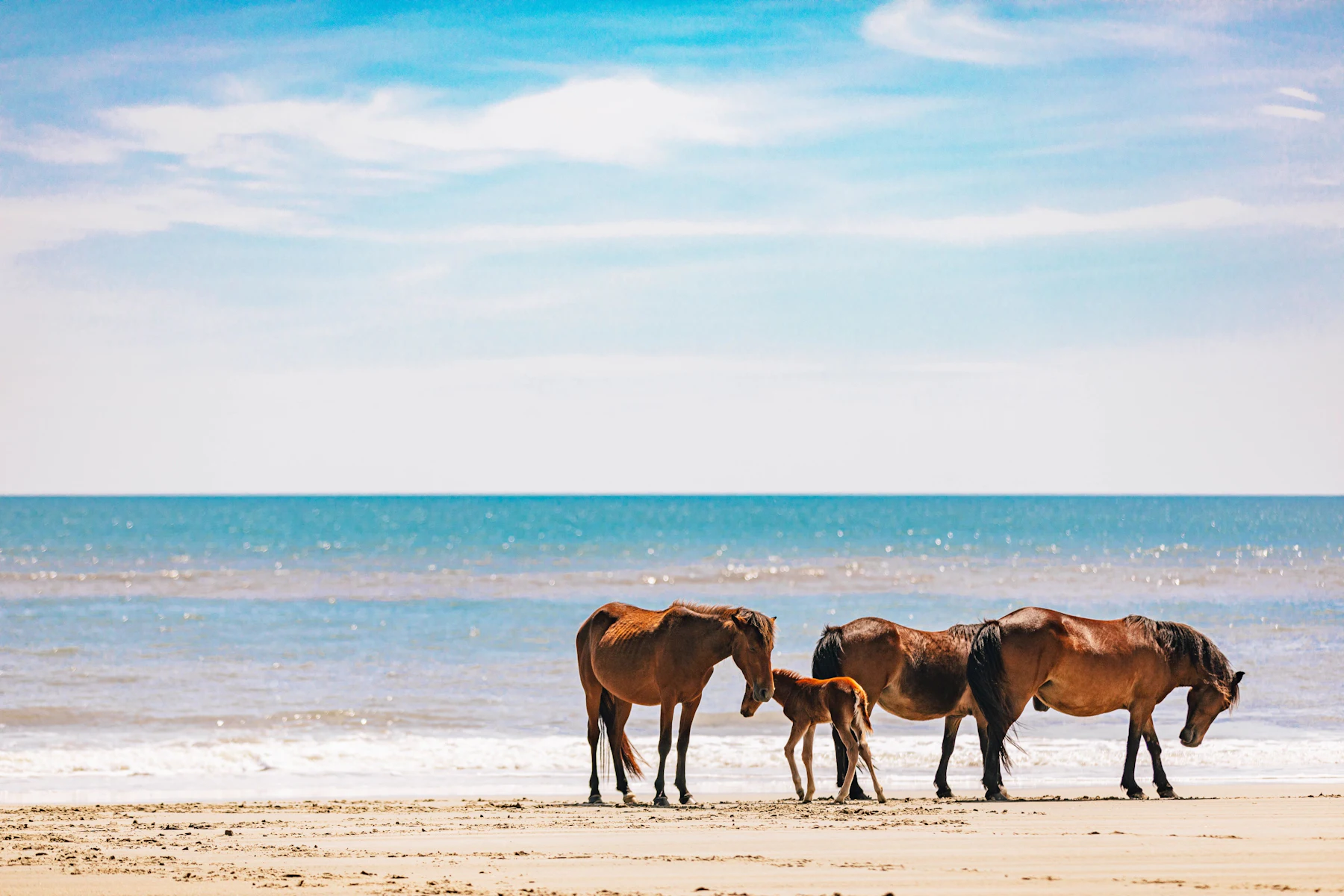 Copy of Corolla wild horses for real spring 1 3