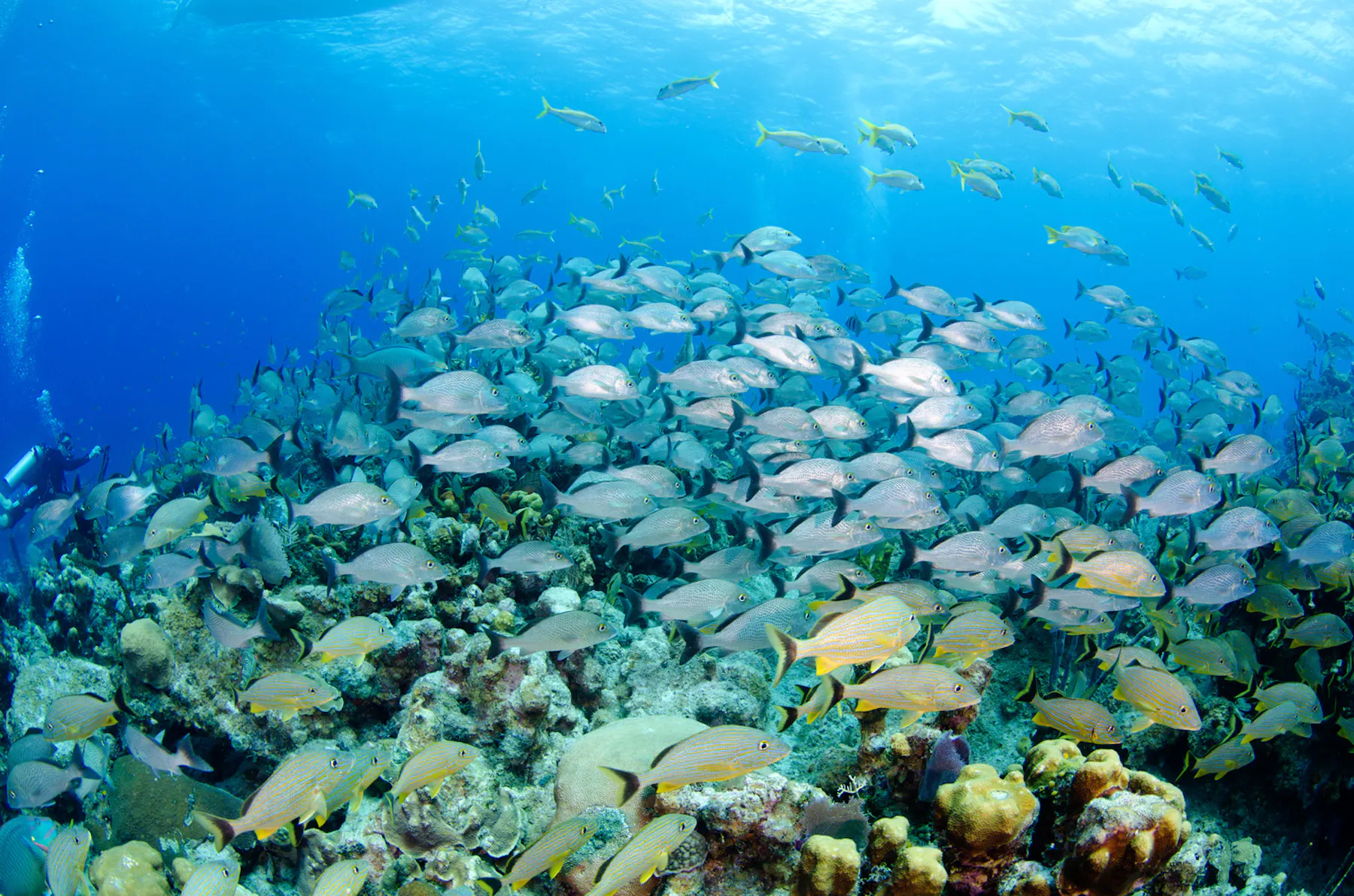 Diving c Cayman Islands Department of Tourism