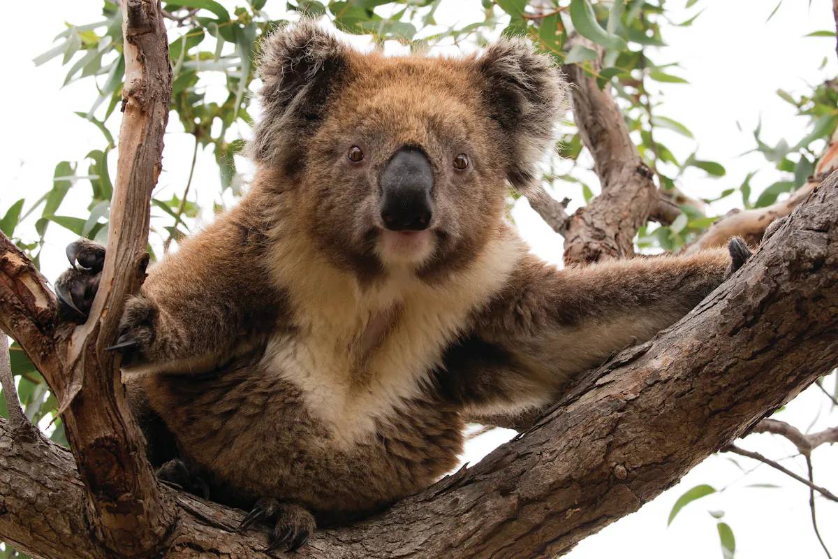 Flauschige WeggefNhrten auf Kangaroo Island