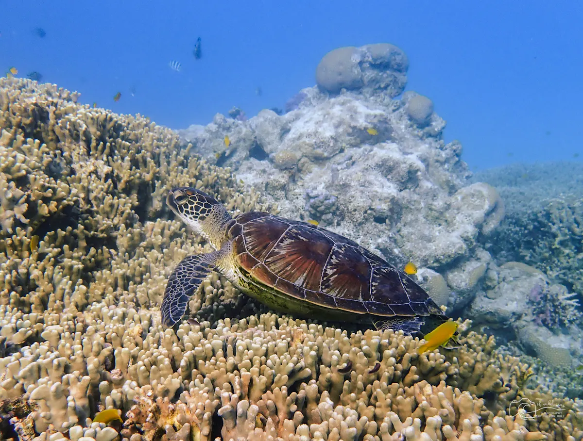 Great Barrier Reef Schildkroete 2