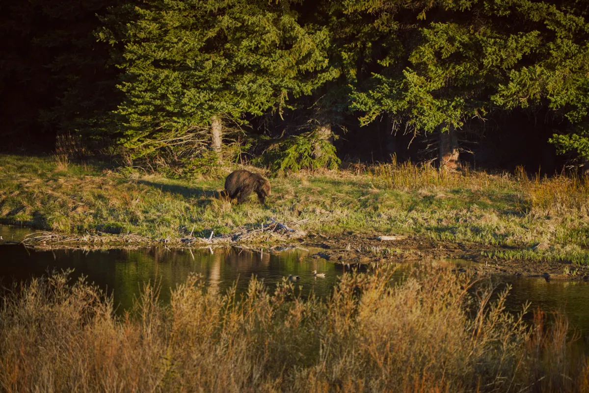 Gross 20240512 NTD WyResponsibly Wildlife TetonCounty GTNP 010