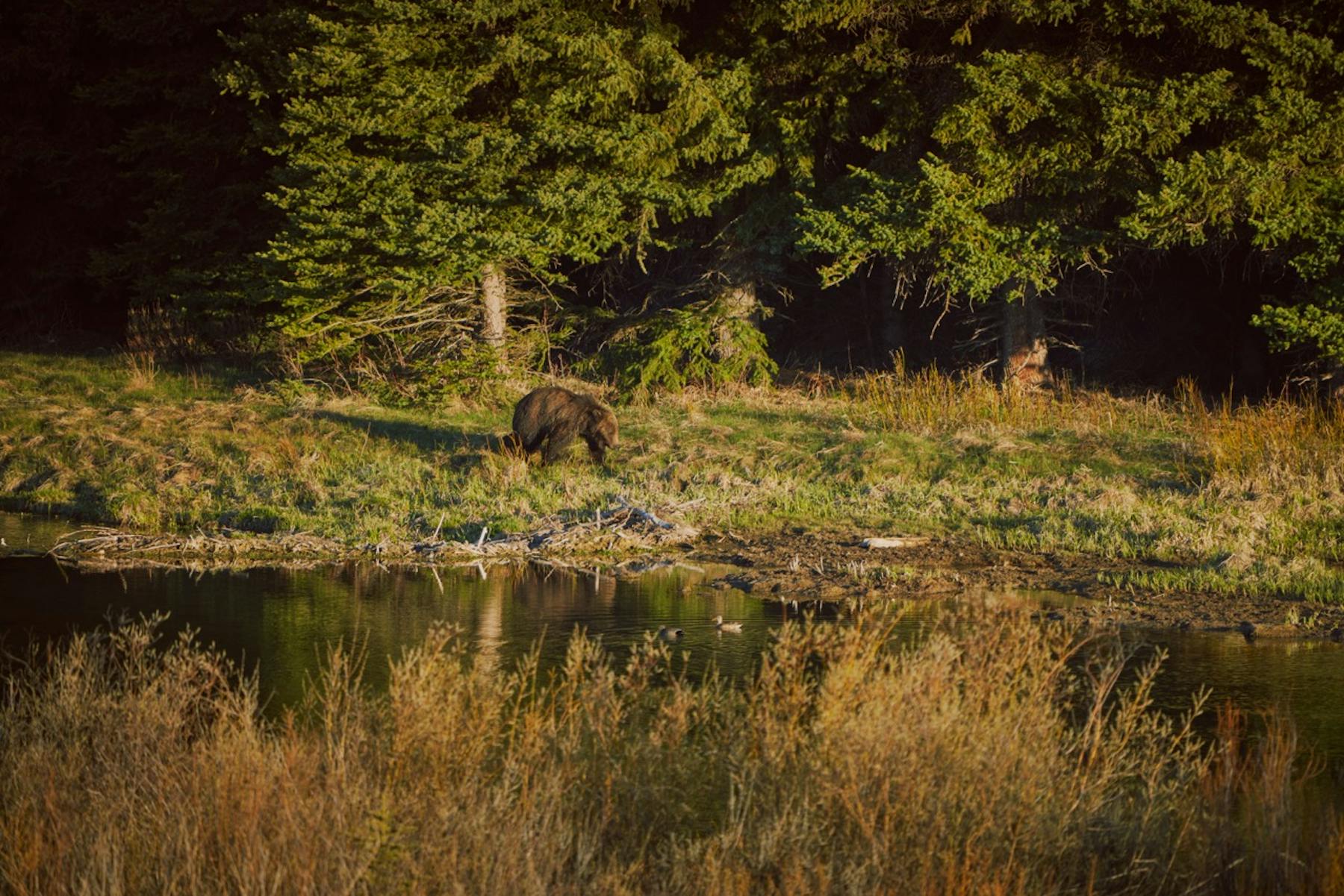 Gross 20240512 NTD WyResponsibly Wildlife TetonCounty GTNP 010