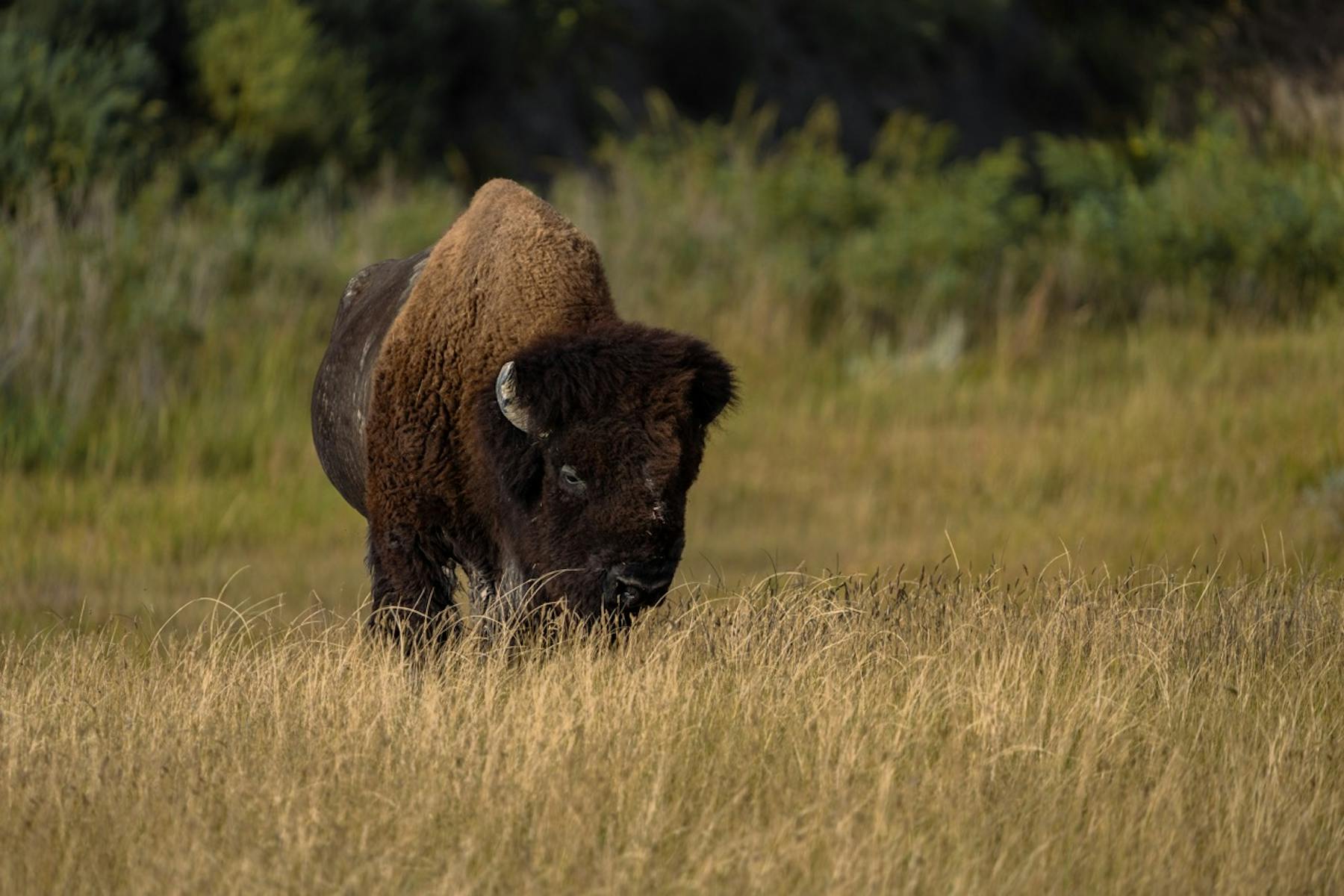 Gross Badlands 20230901 ByronBanasiak 9