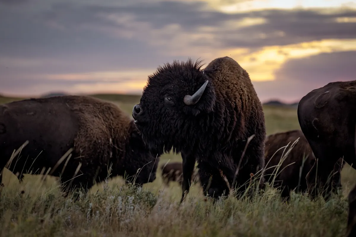Gross Buffalo CSP 20230901 ByronBanasiak 27
