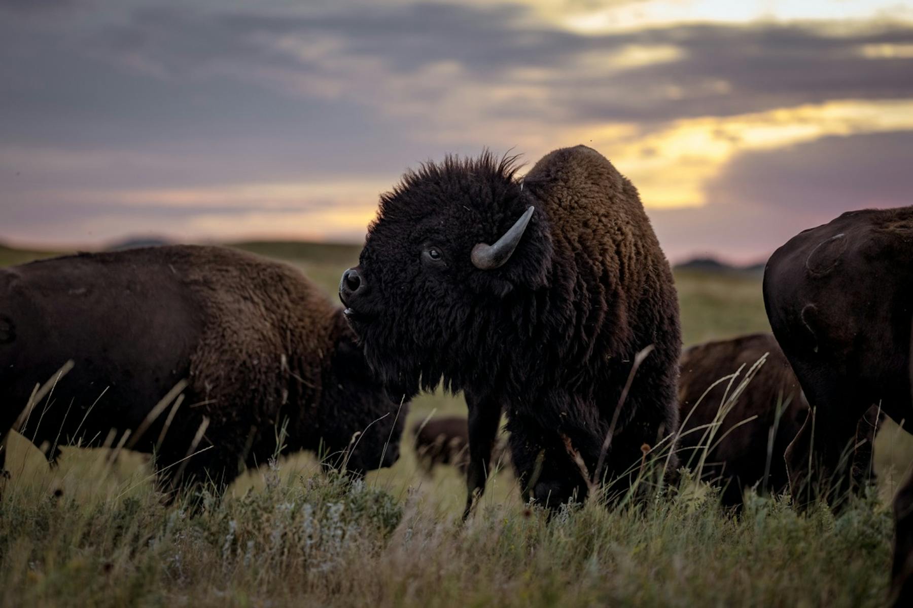 Gross Buffalo CSP 20230901 ByronBanasiak 27