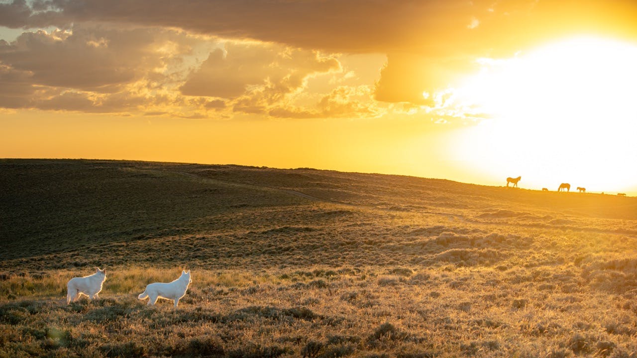 Gross Dogs in Sunset White Mountain Wild Horse Loop Sweetwater County