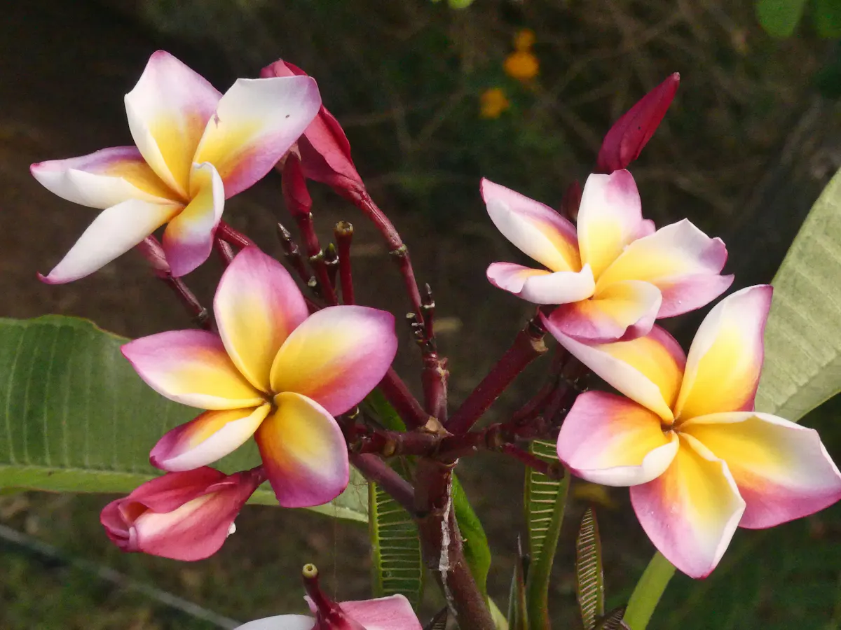 Hiva Oa Marquesas Inseln