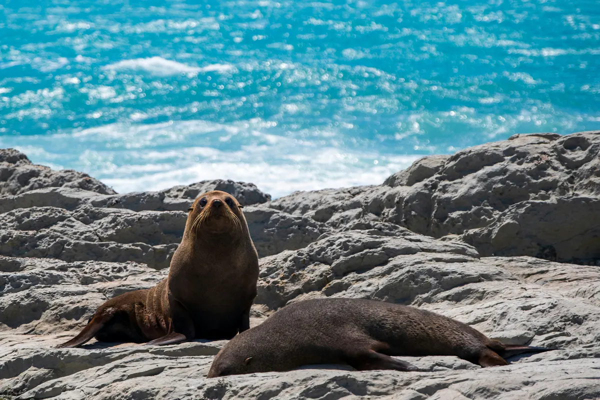 Kaikoura Seeloewe2