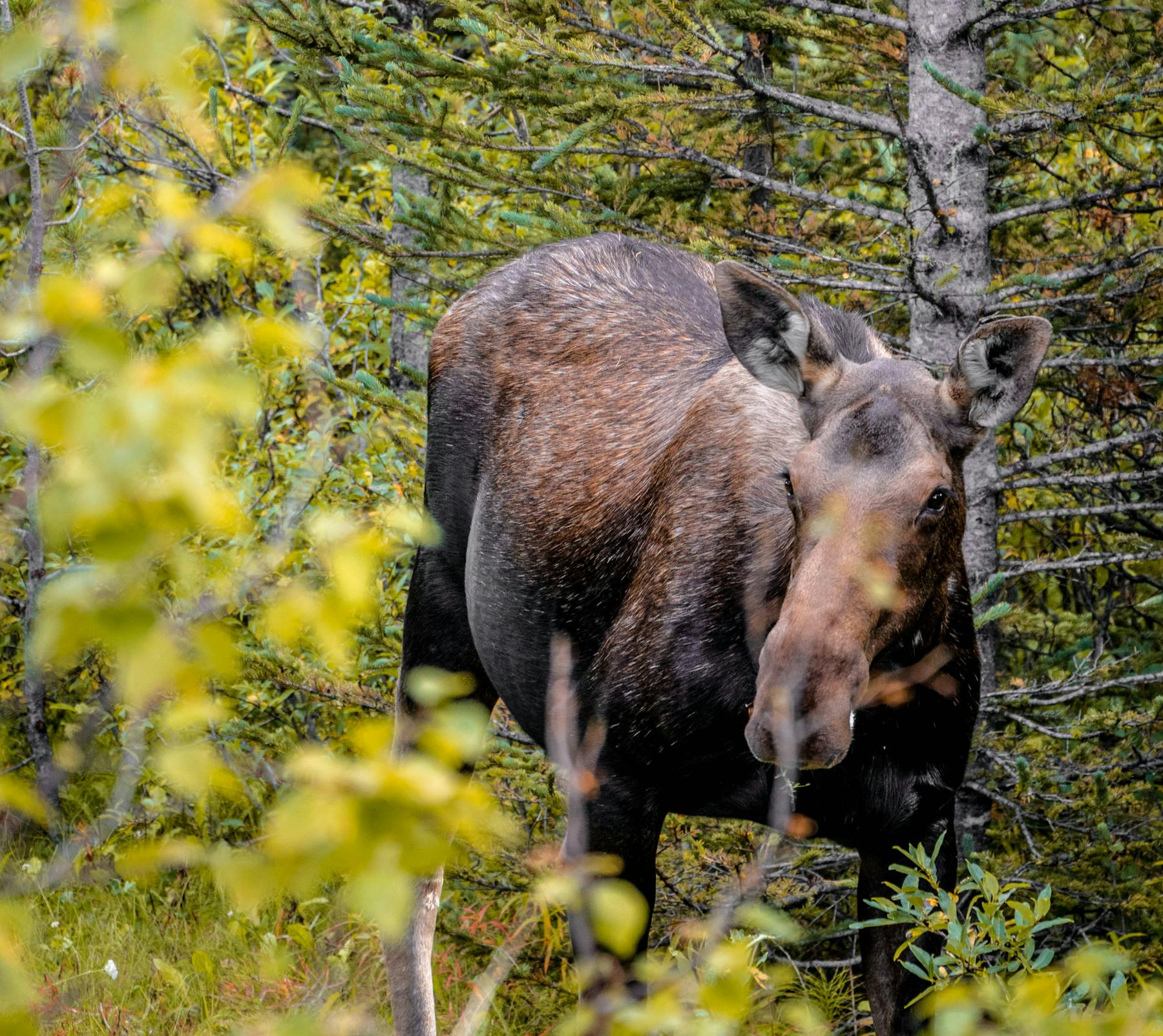 Kanada Elch zugeschnitten2