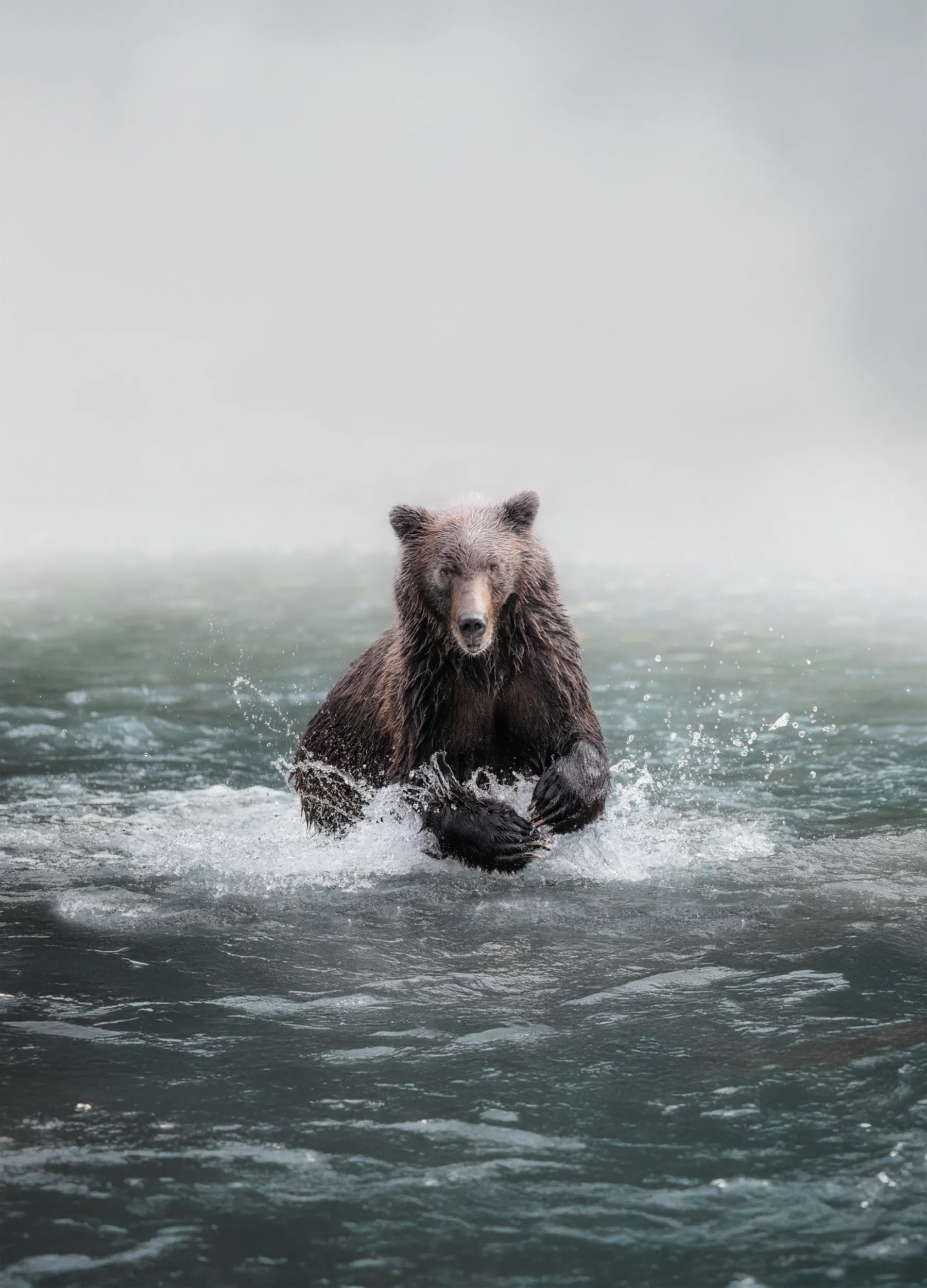 Klahoose Wilderness Resort Grizzly Bear Credit Chase Teron2