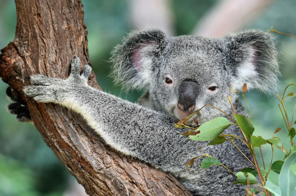 Koala 2