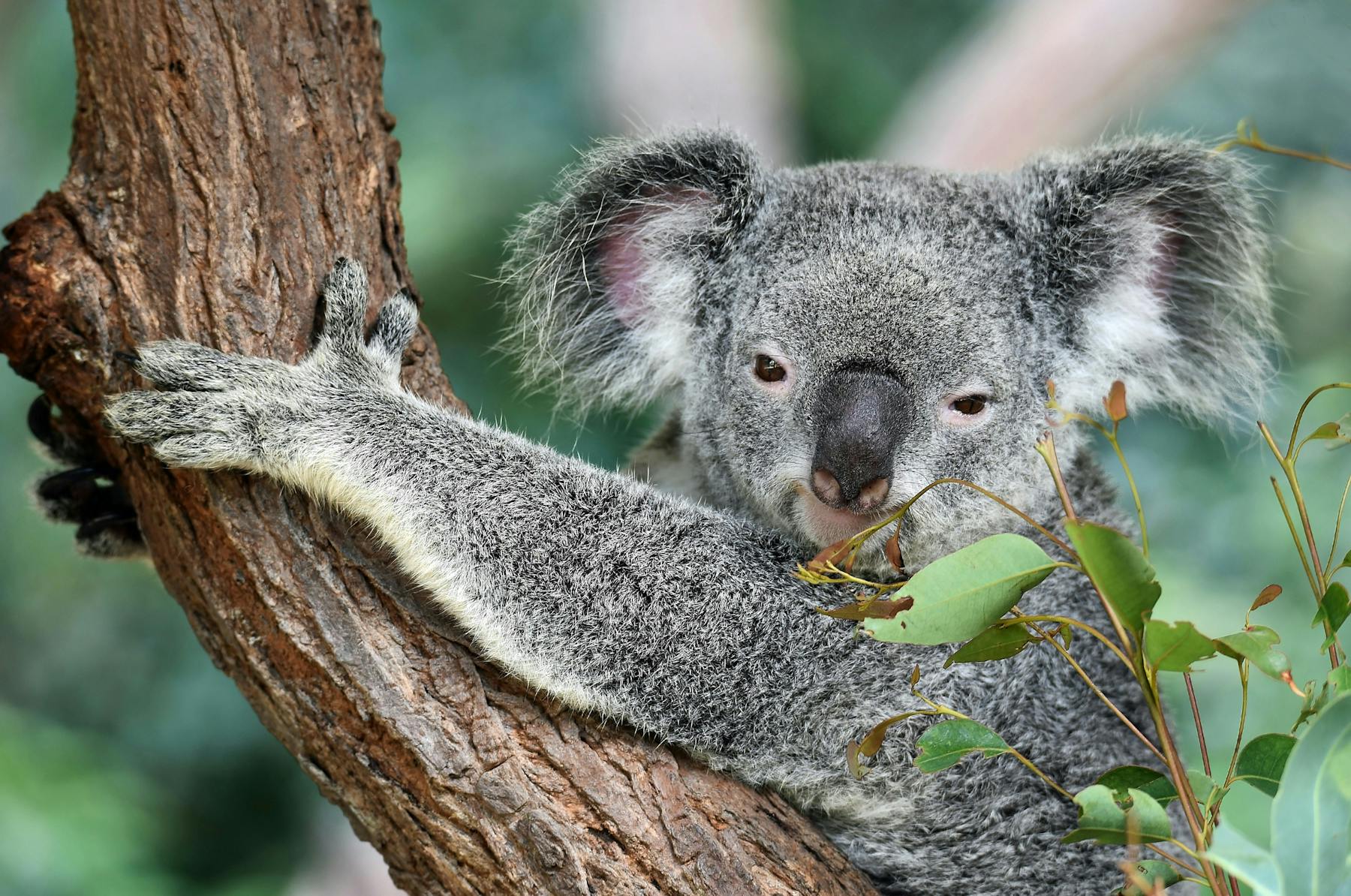 Koala 2