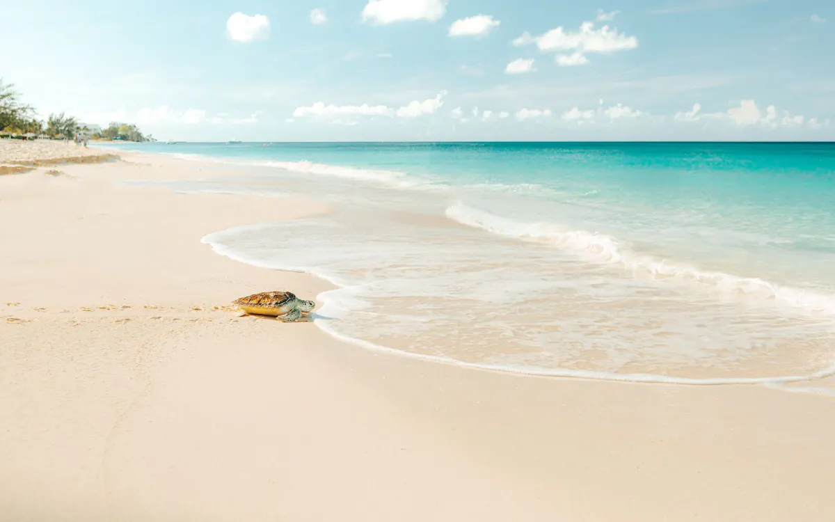 Large TurtleOnTheBeach GCM 3