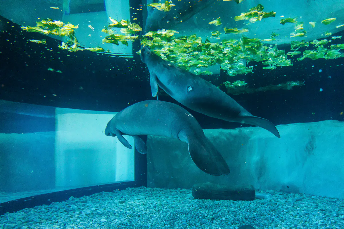 Manatees at the Bishop Museum of Science and Nature Matt Marriott BACVB
