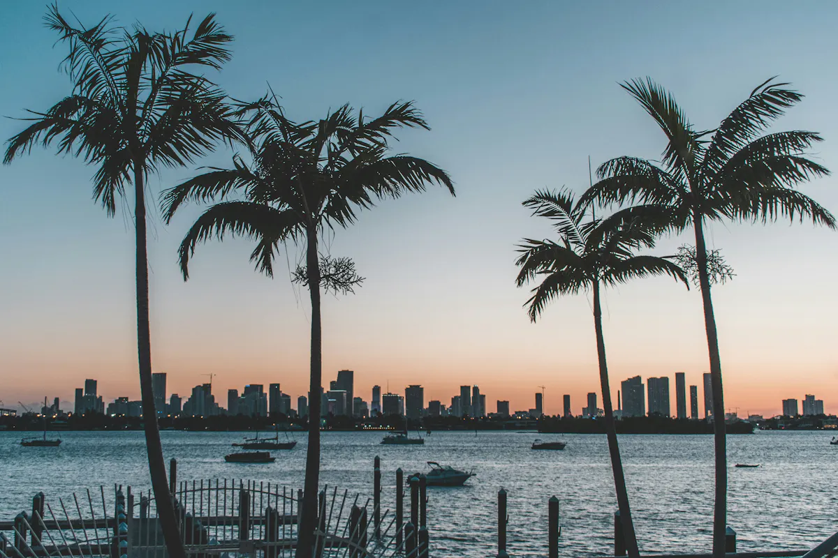 Miami Palmen