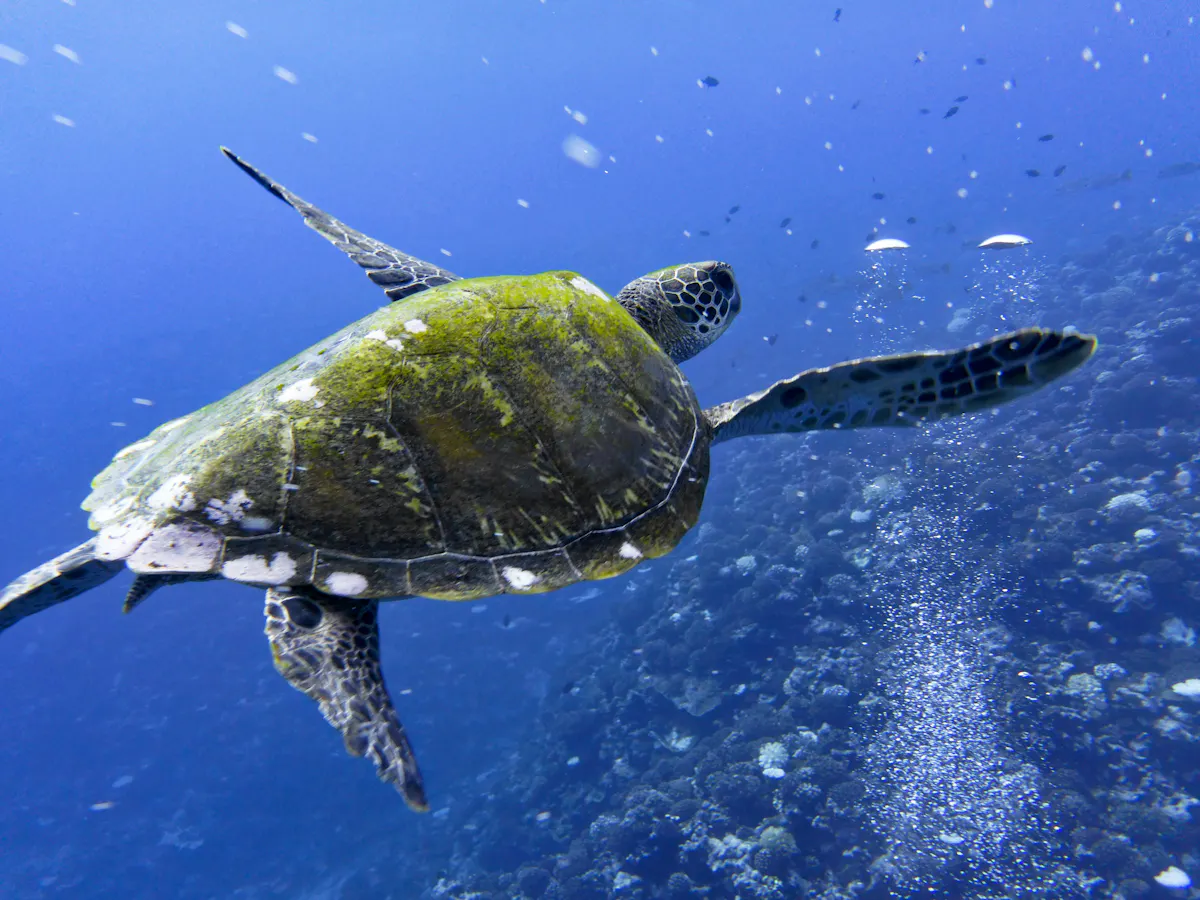 Moorea 1