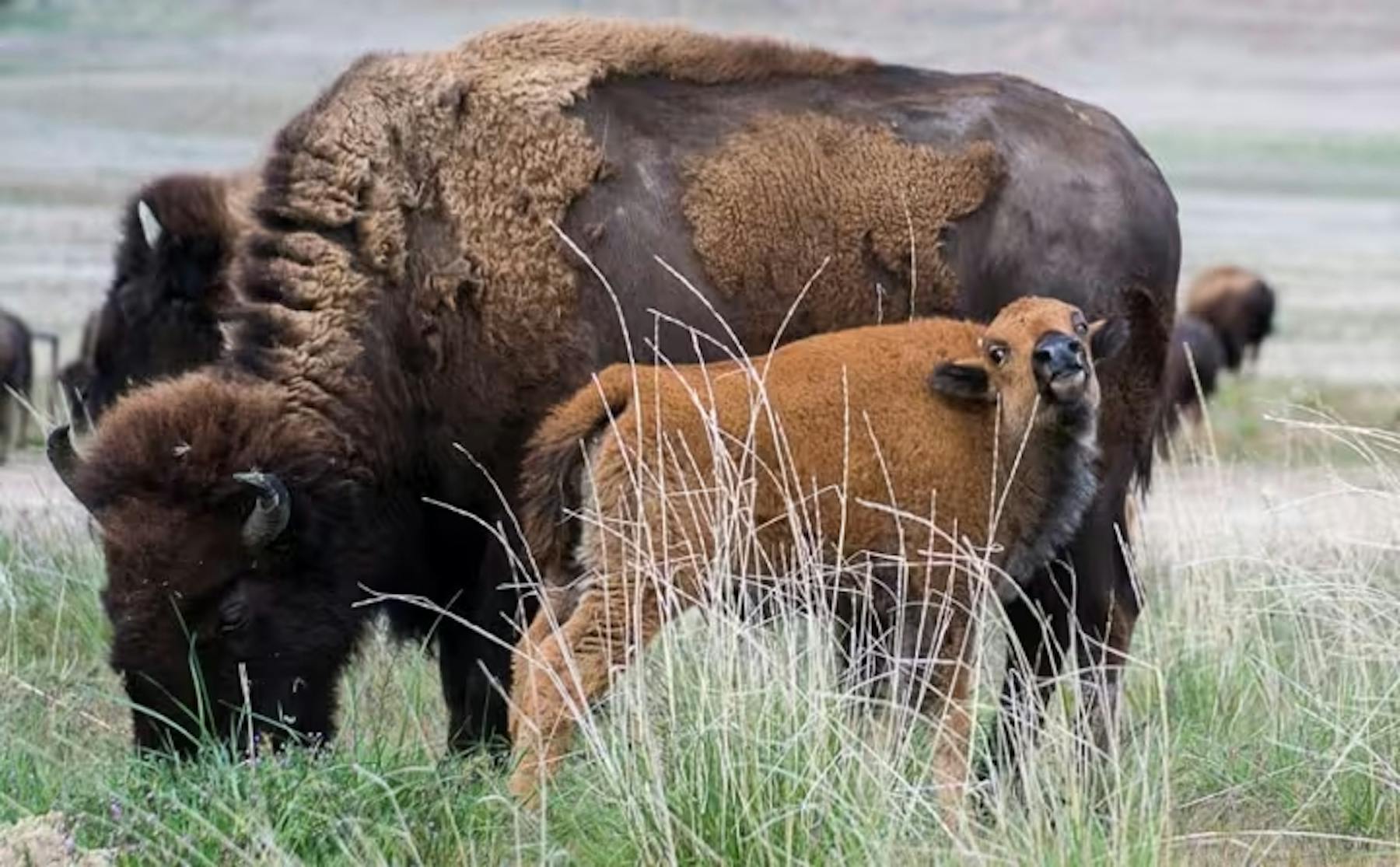 Morning Antelope State Park 1