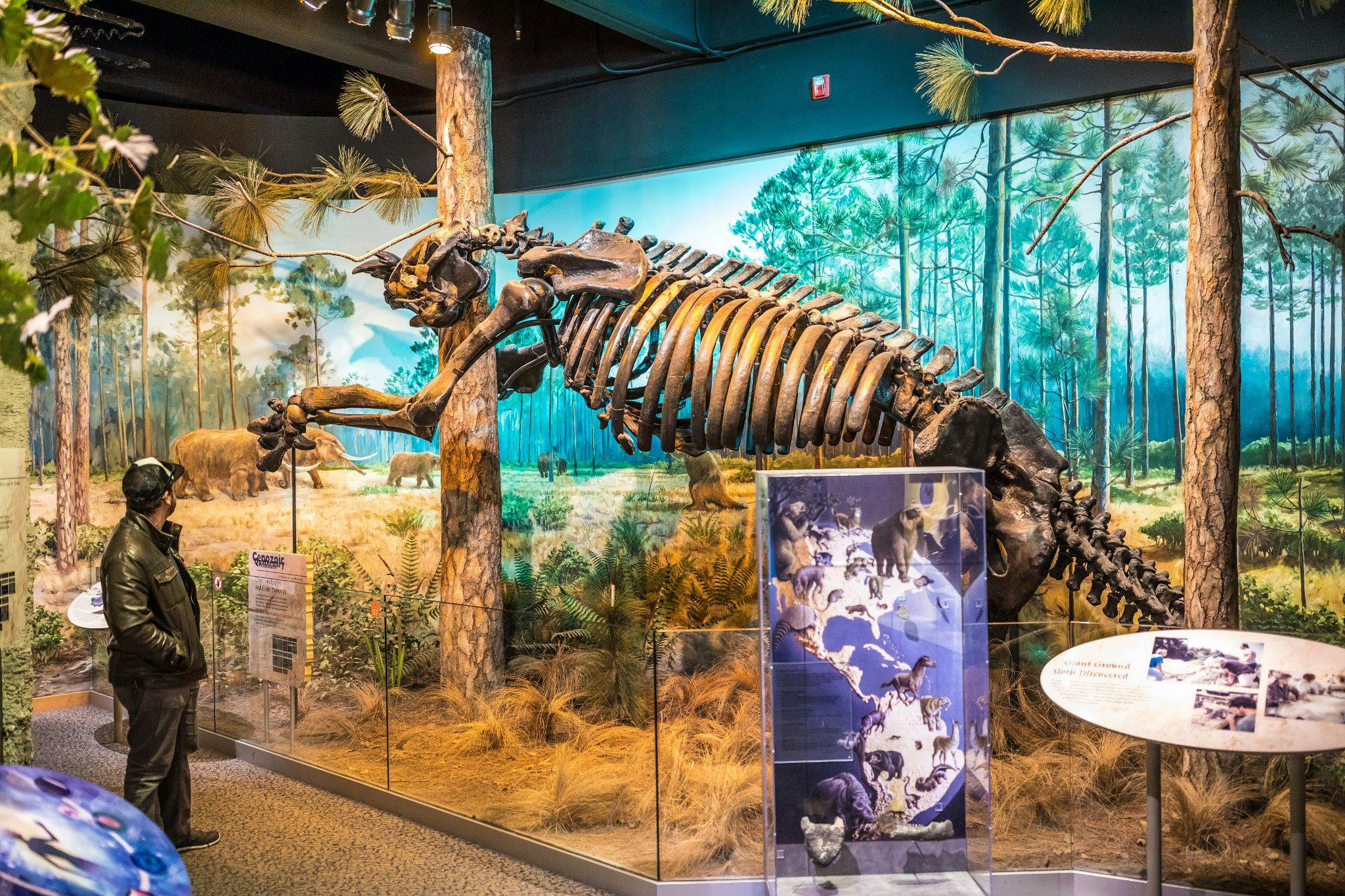 Museum of Natural Sciences Downtown Raleigh Man Looking at Large Fossil Display of Wooly Mammoth