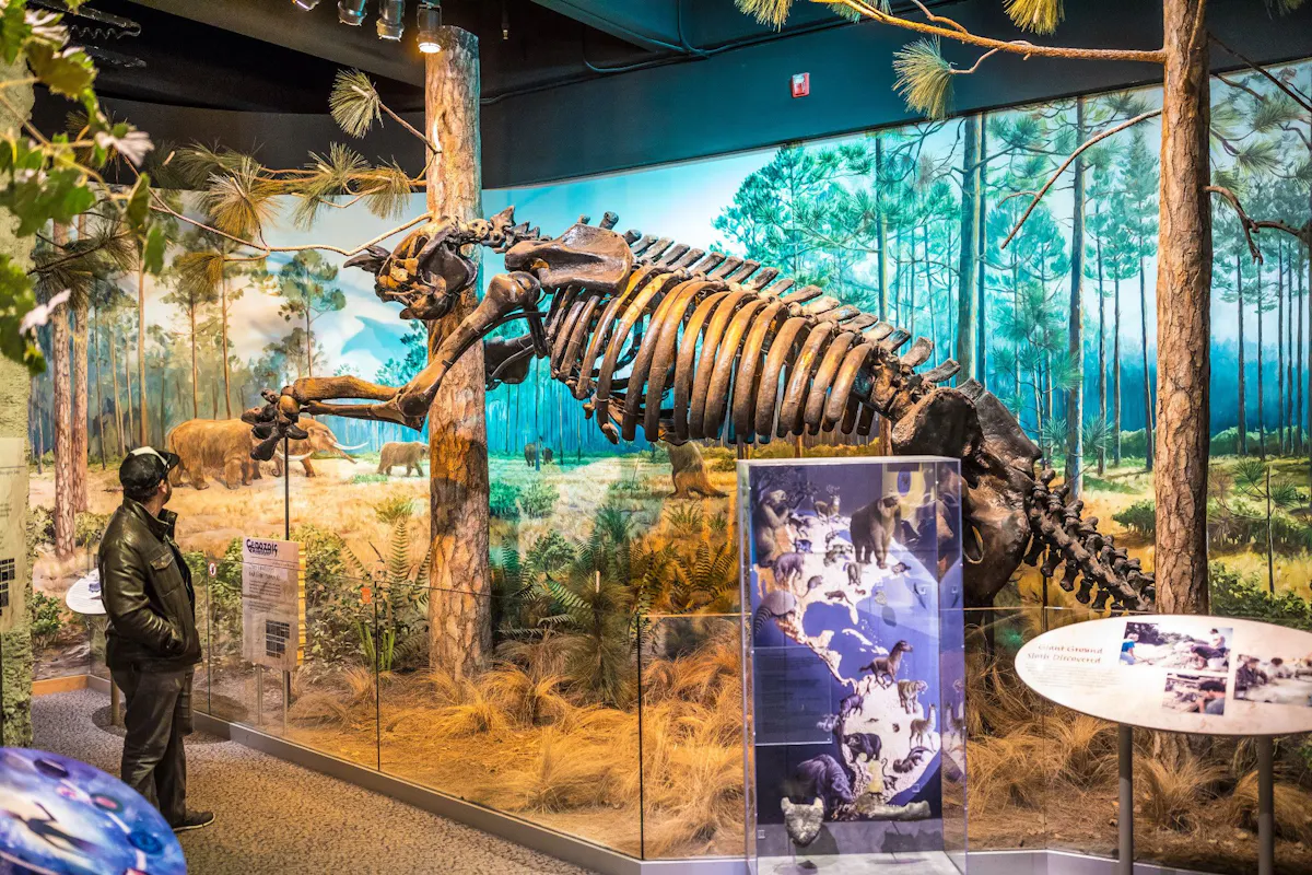 Museum of Natural Sciences Downtown Raleigh Man Looking at Large Fossil Display of Wooly Mammoth