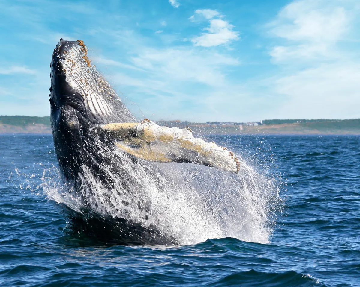 NS Whale
