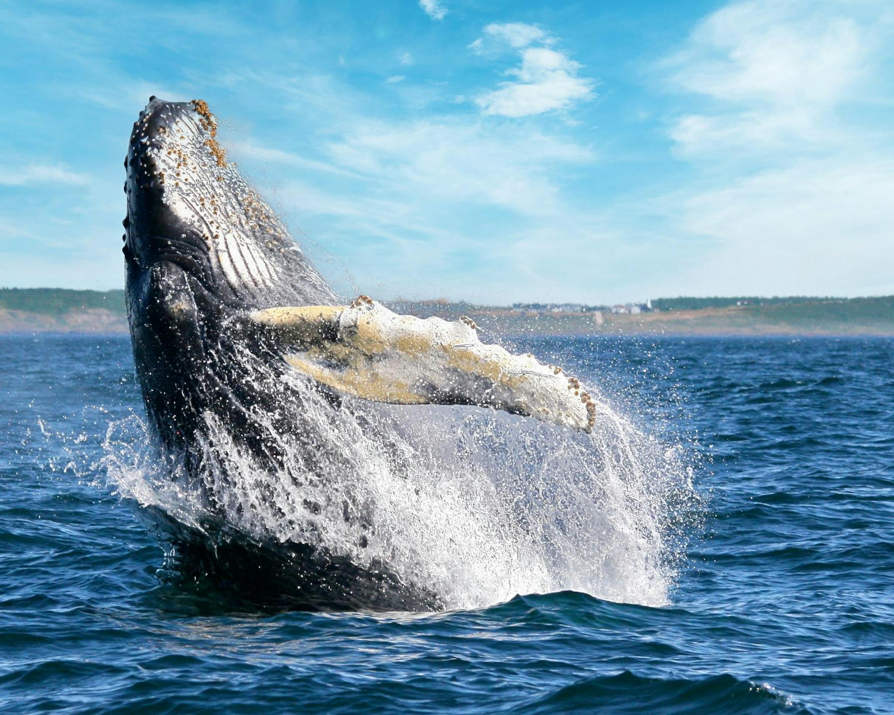 NS Whale