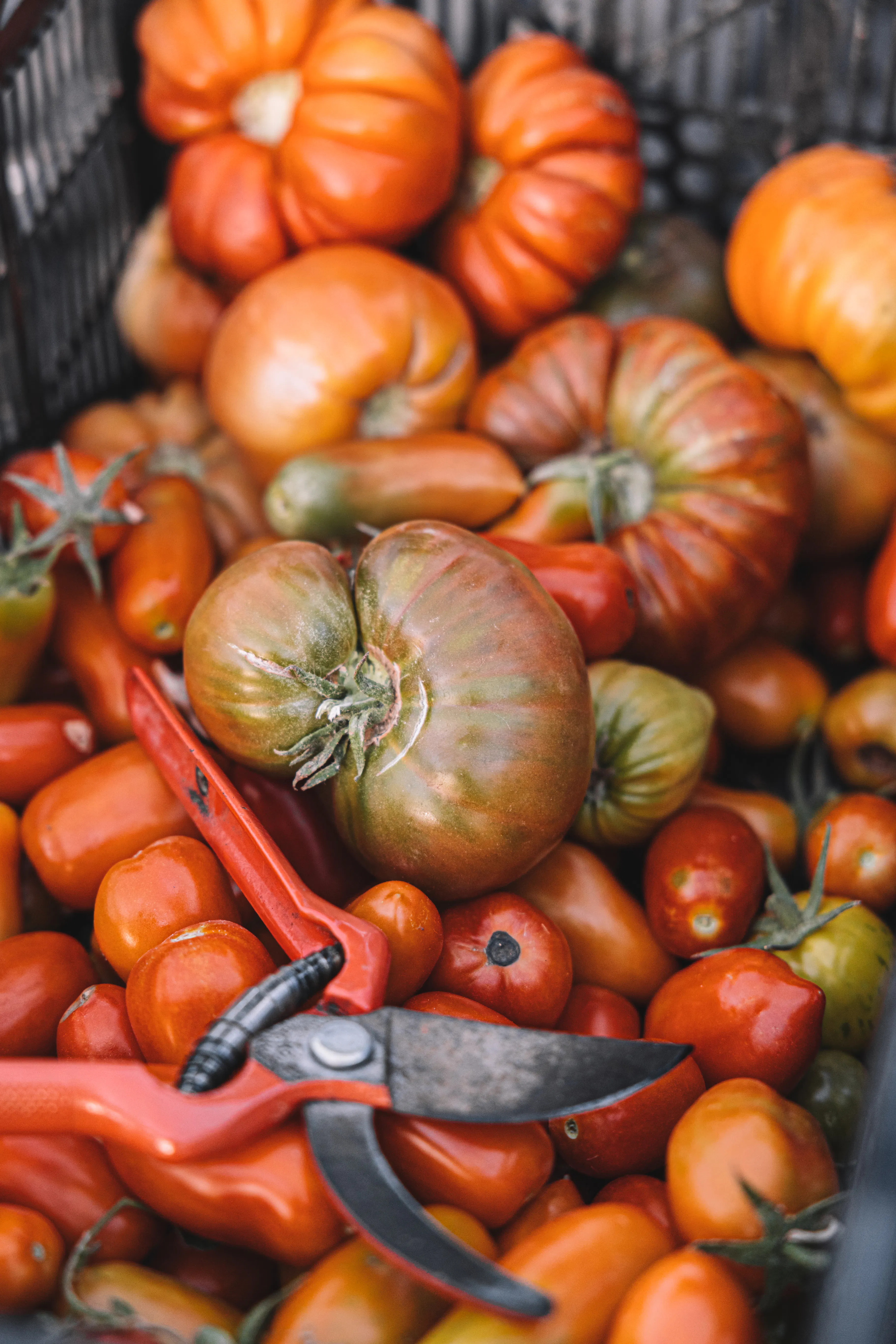 Organic sustainable farming 15