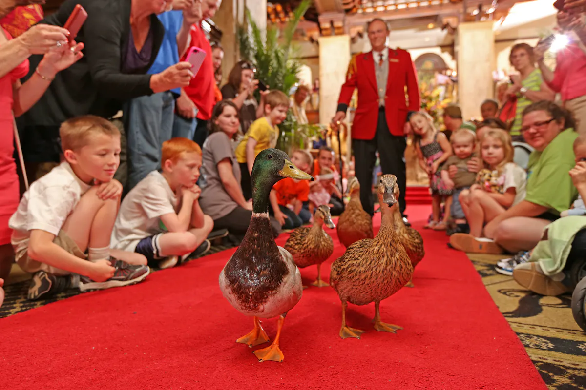 Peabody Duck March The Peabody Memphis