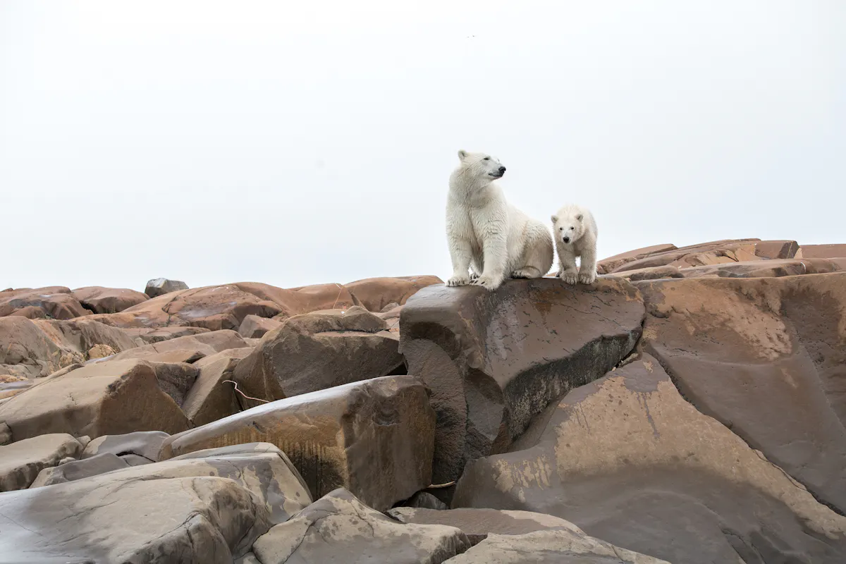 Polar Bear and cub 049rr Credit Max Muench