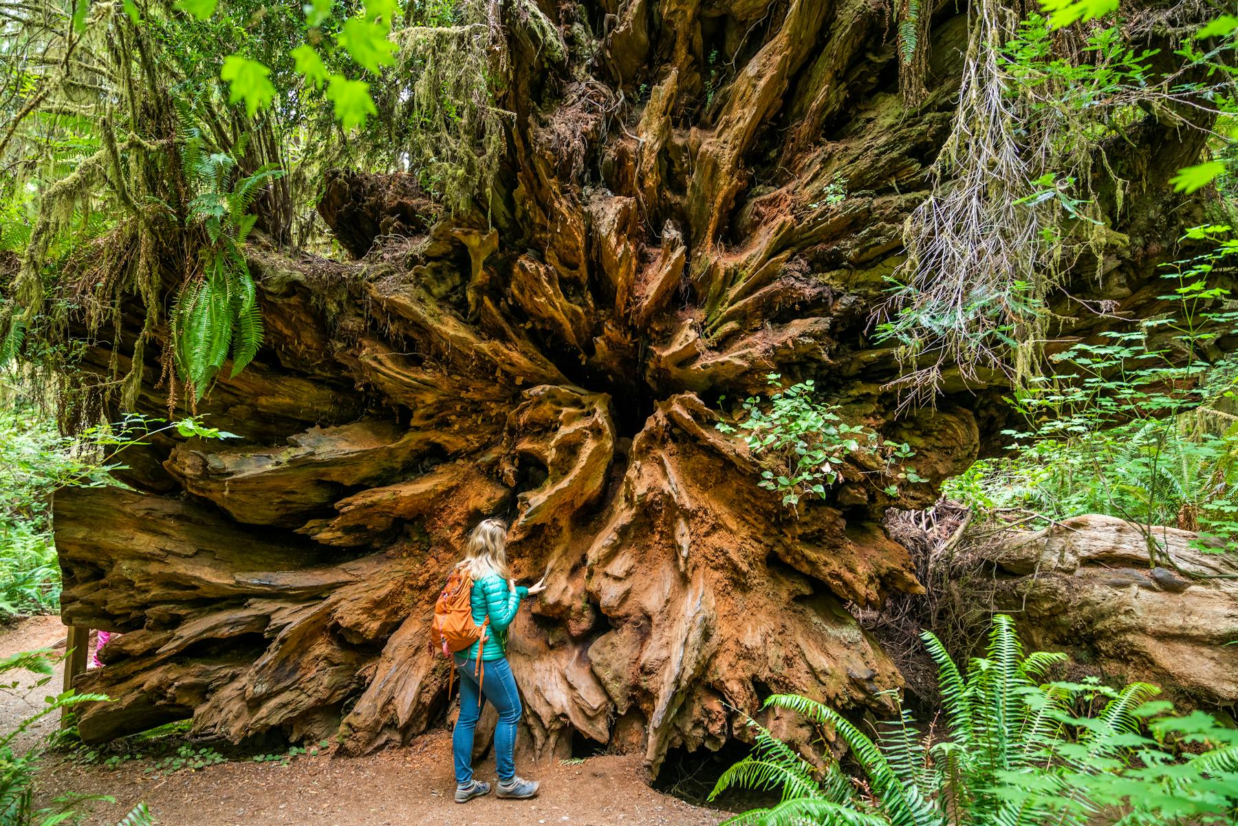 Redwoods LadyExploringRedwoodRoots 2024 DavidCollier