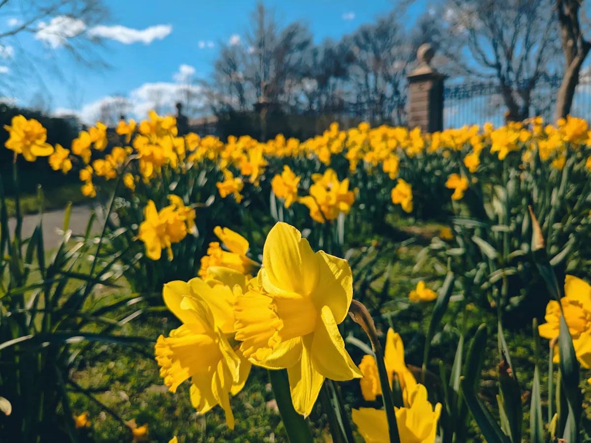 Rhode Island Blumen