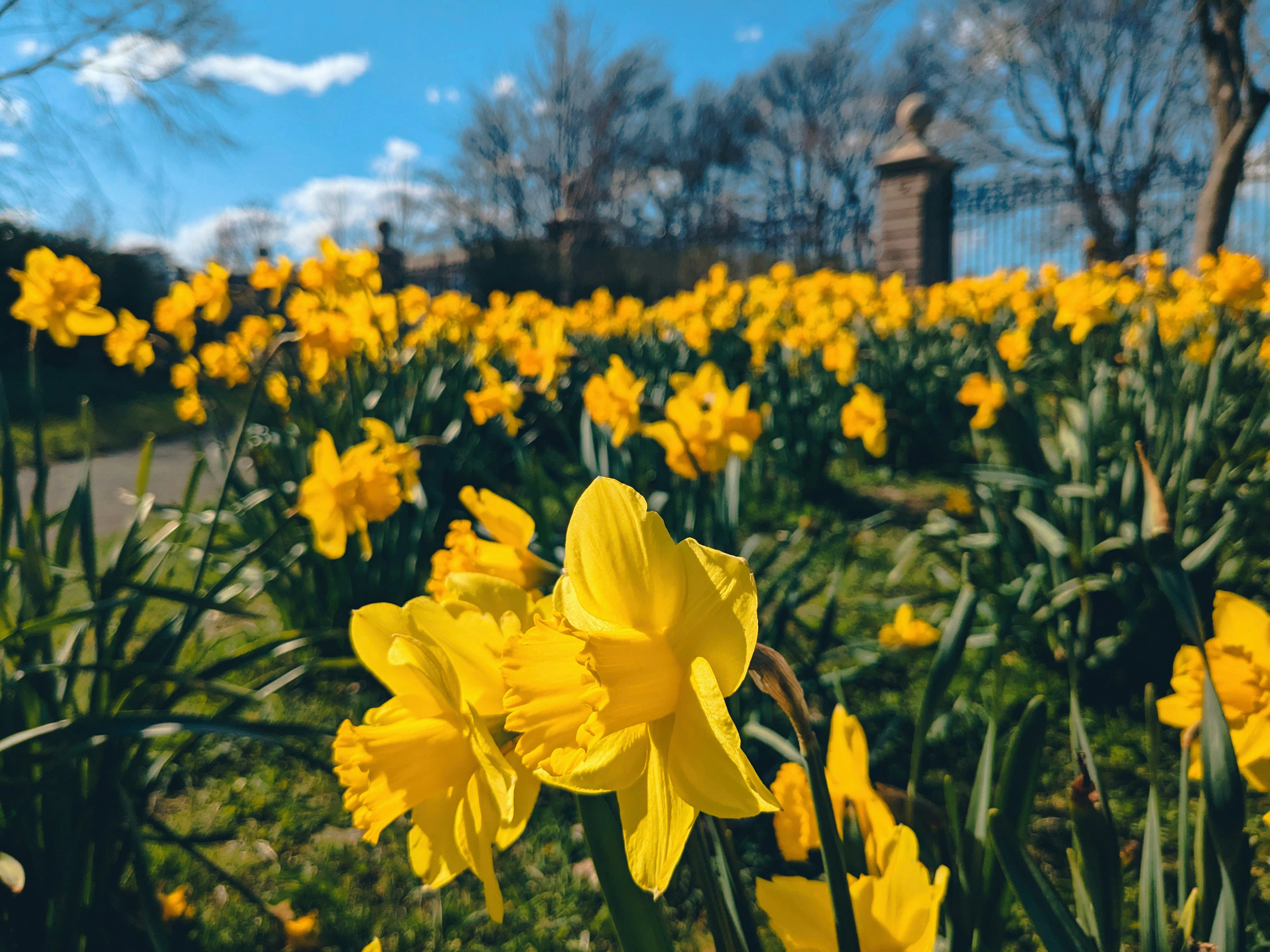 Rhode Island Blumen