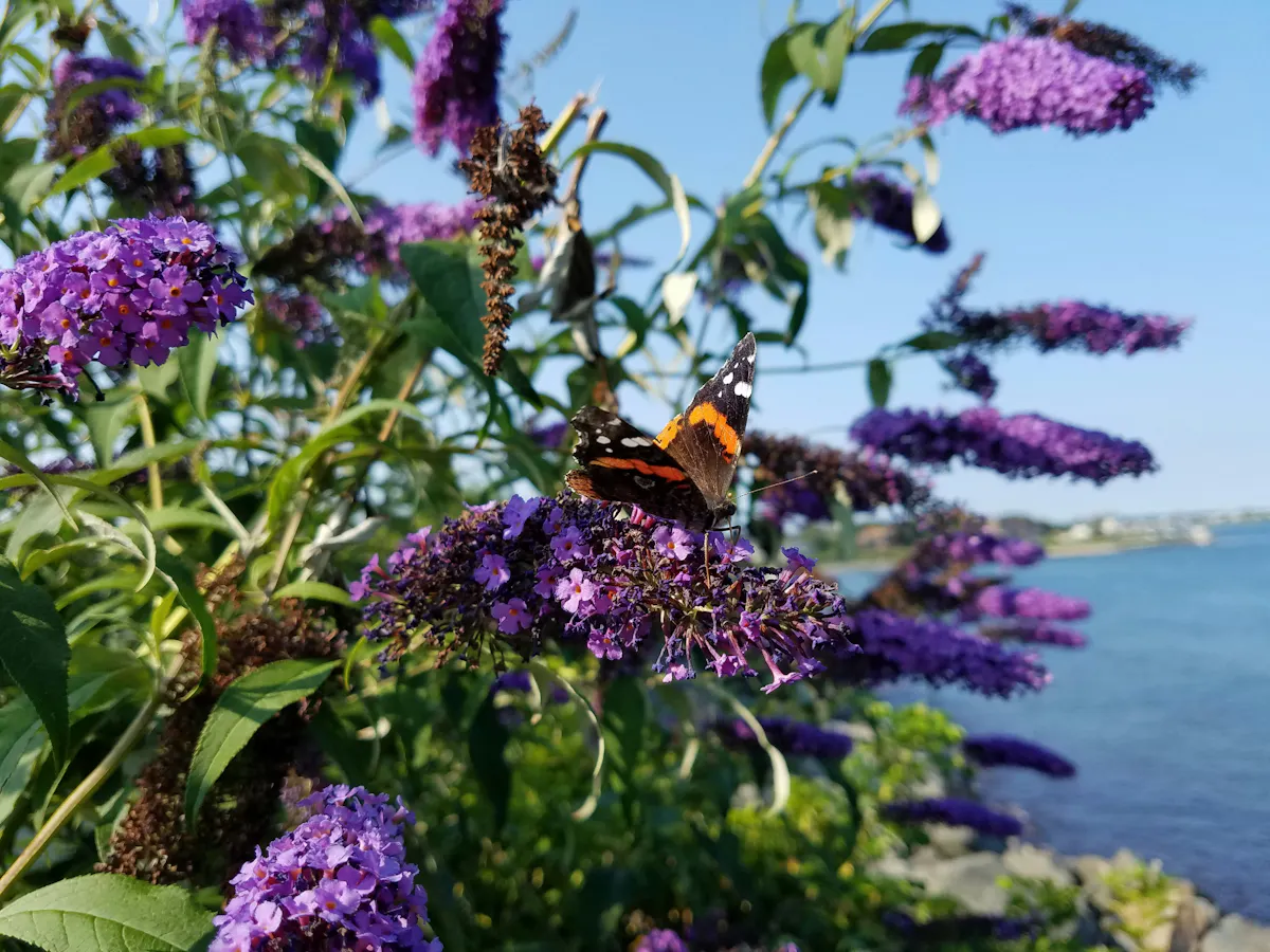 Rhode Island blumen Schmetterling
