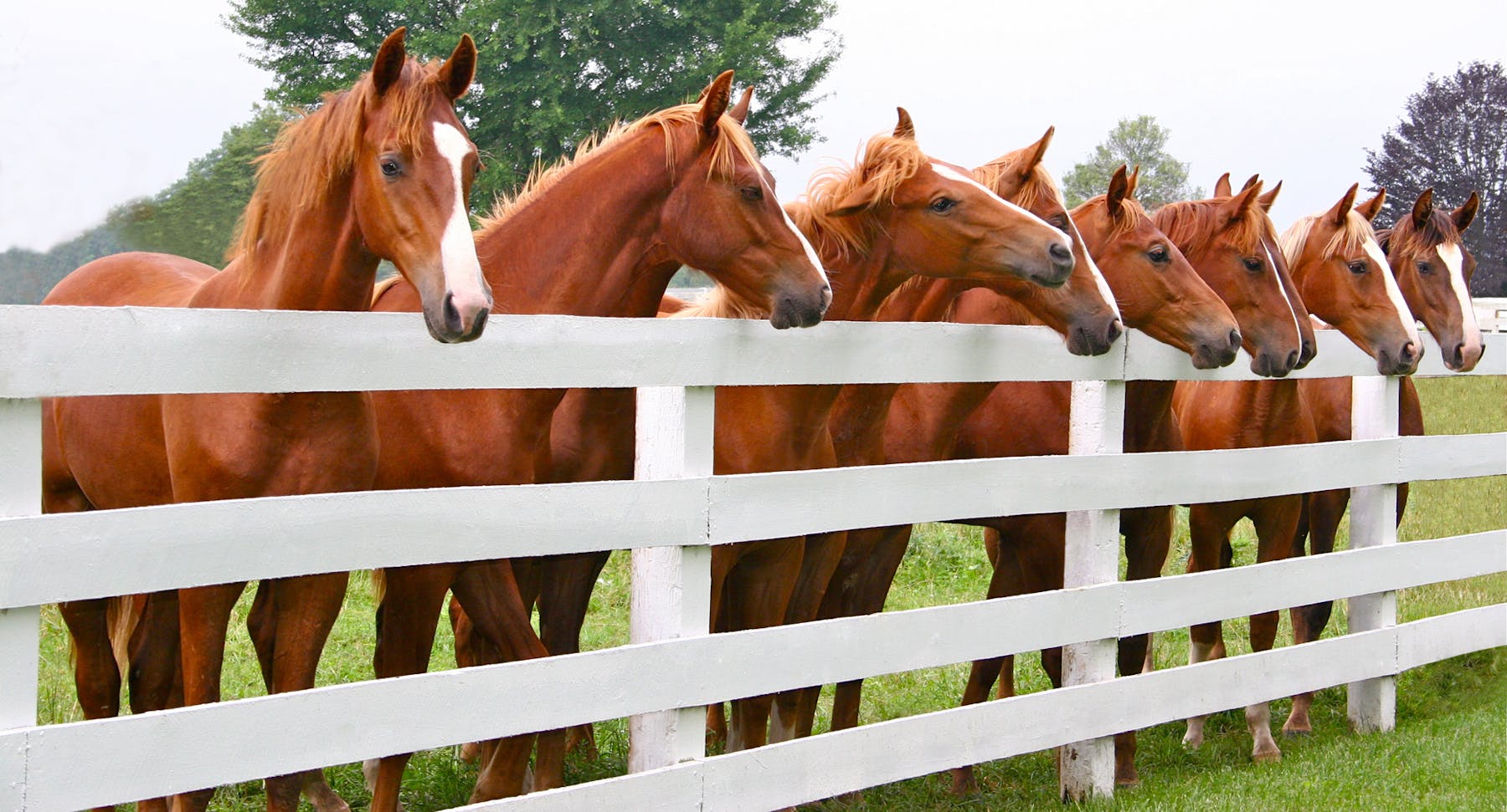 Saddlebreds at Fence edit
