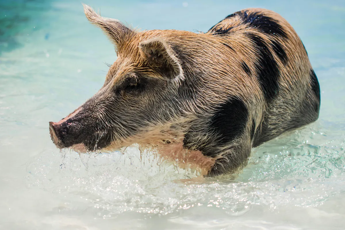 Schwein