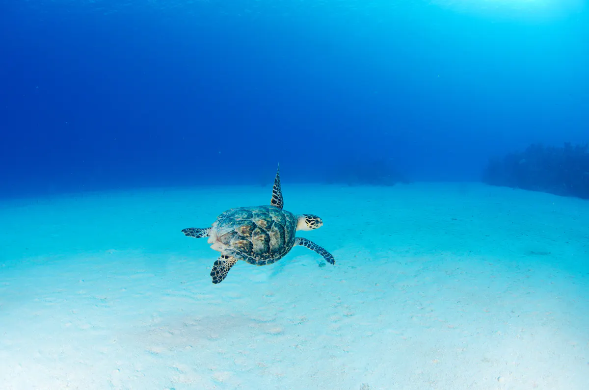 Sea Turtle c Cayman Islands Department of Tourism