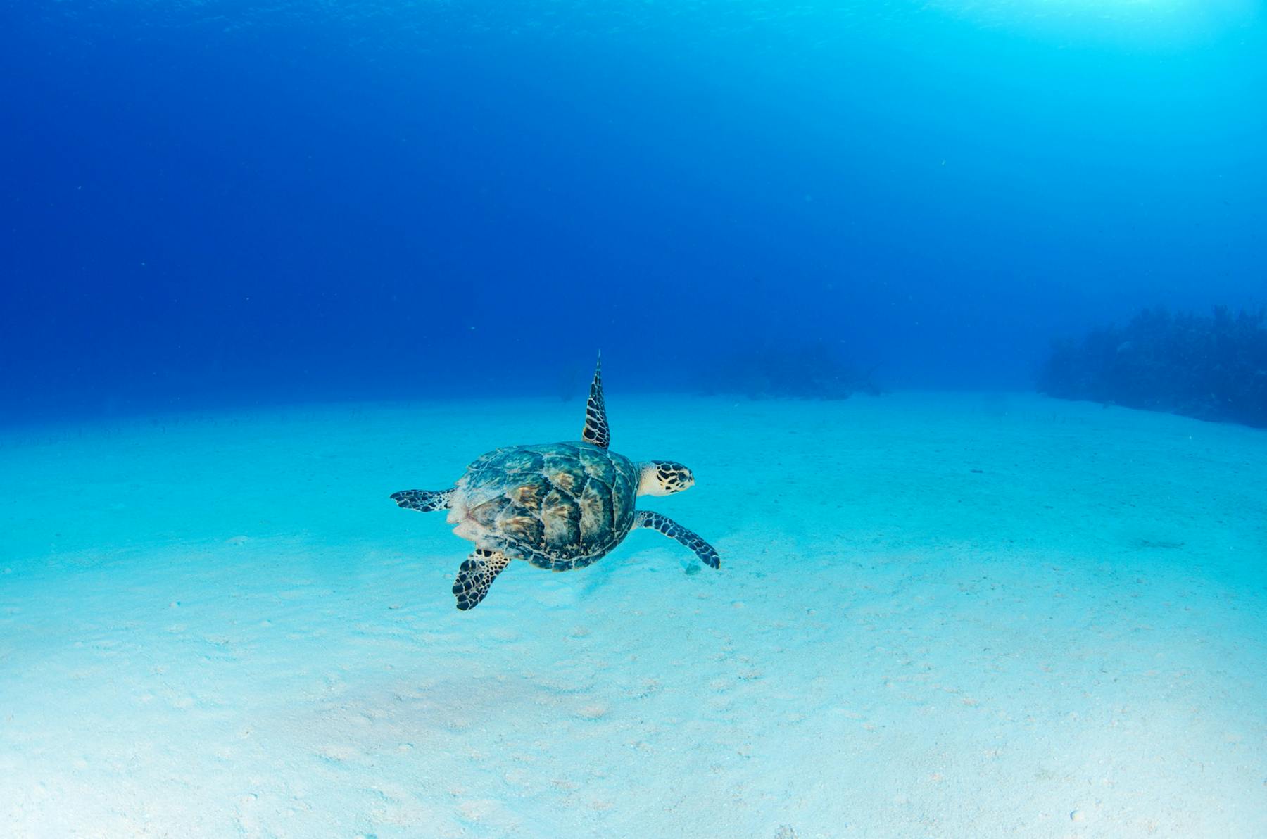 Sea Turtle c Cayman Islands Department of Tourism