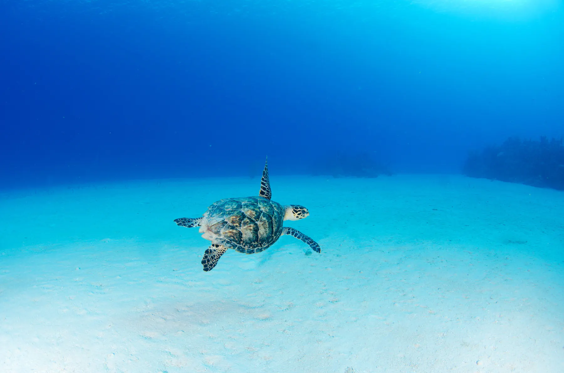 Sea Turtle c Cayman Islands Department of Tourism2